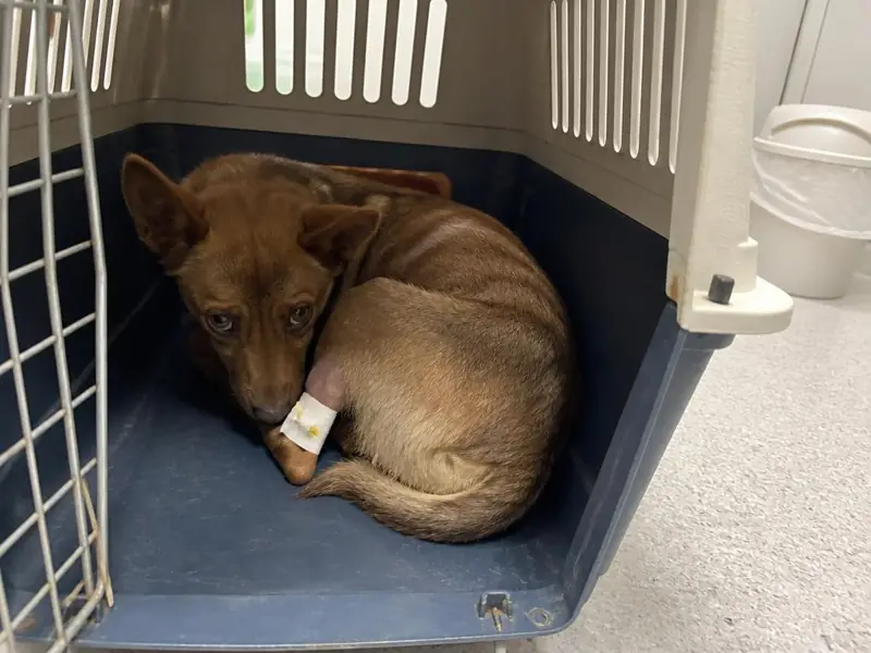 Bob on rescue day: thin with patchy fur, sitting on concrete