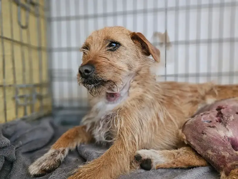 Gia, a rescued dog resting in a shelter kennel