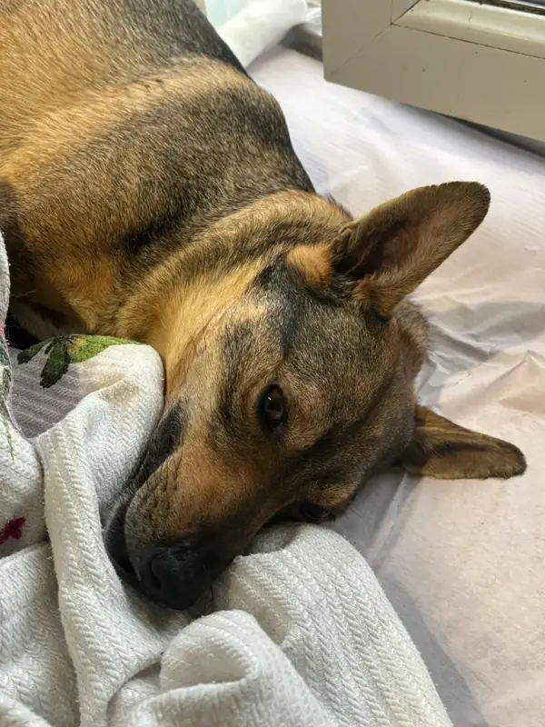 Iza, a rescued shepherd mix recovering on a blanket