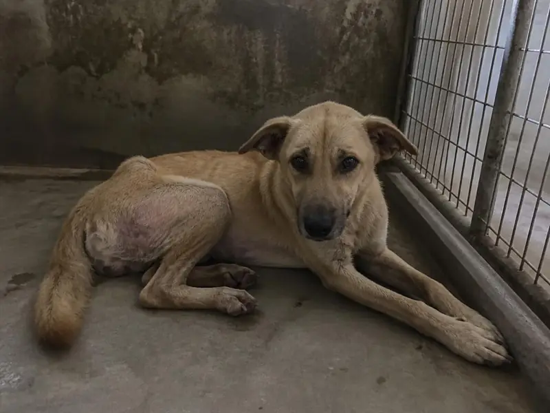 Thor on rescue day: thin, dull coat, sitting in a kennel